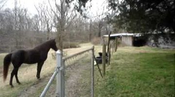 Horse & Dog Playing Together