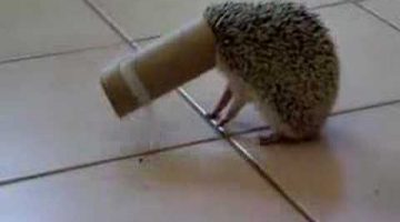 Hedgehog Stuck