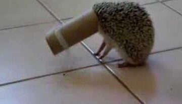 Hedgehog Stuck