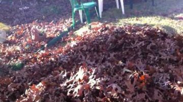 Dog vs. Leaves