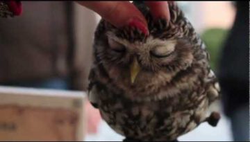 Lovely Owl