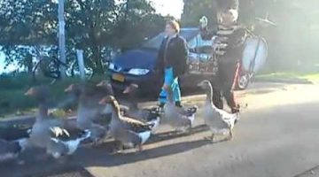 Goose Parade