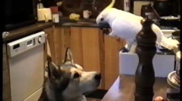 Bird Feeds Dog