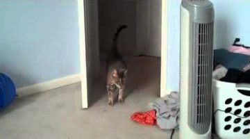 Cautious Cat Surprise