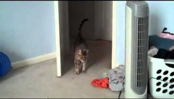 Cautious Cat Surprise
