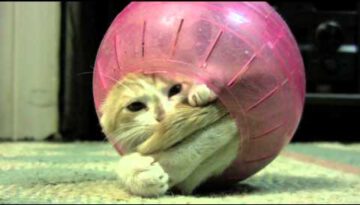 Kitten Stuck in Hamster Ball