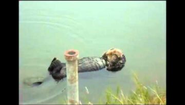 Relaxing Otter