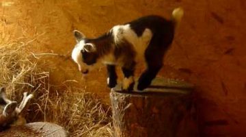 Hopping Baby Goat