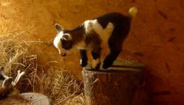 Hopping Baby Goat