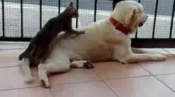 Cat Massages Dog