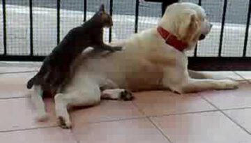 Cat Massages Dog