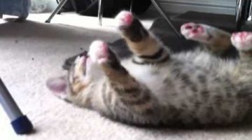 Cute Kitten Plays Dead