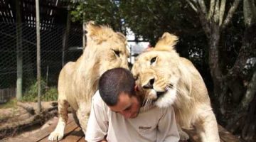 Affectionate Lions