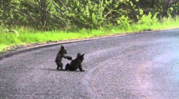 Wrestling Bear Cubs