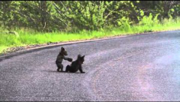 Wrestling Bear Cubs