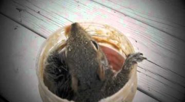 Squirrel & Peanut Butter Jar