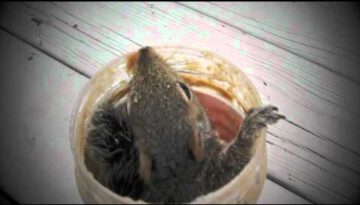 Squirrel & Peanut Butter Jar
