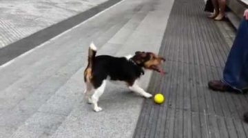 Clever Dog Plays Fetch with Himself