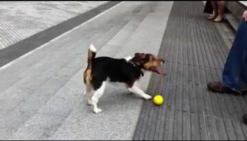 Clever Dog Plays Fetch with Himself