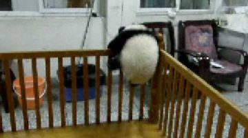 Escaping Baby Panda