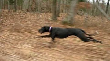 Great Dane Running 30mph