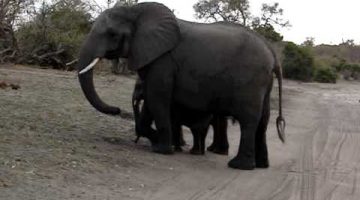 Baby Elephant Sneezes