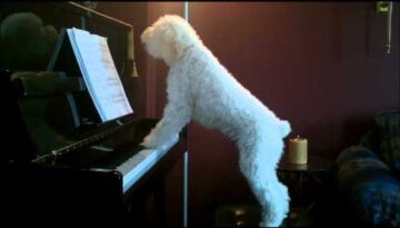 Dog Playing a Piano