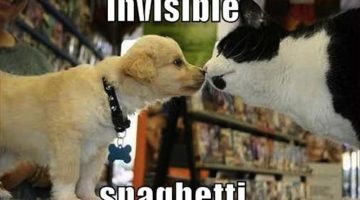 2-cat-dog-invisible-spaghetti