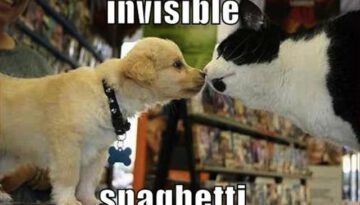 2-cat-dog-invisible-spaghetti