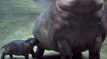 baby-hippo