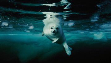 baby-seal