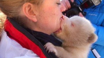 bear-cub-kiss