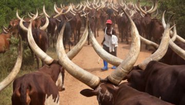 bull-horns