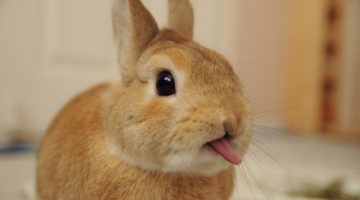 bunny-tongue