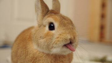 bunny-tongue
