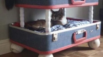 cat-bunk-beds