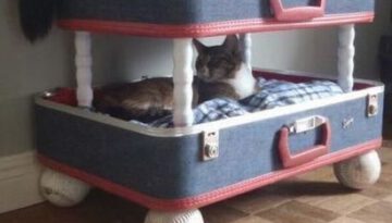 cat-bunk-beds