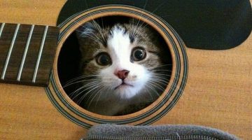 cat-guitar