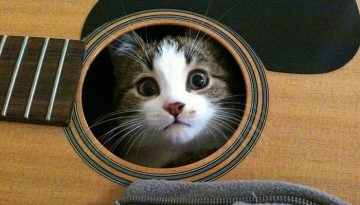 cat-guitar