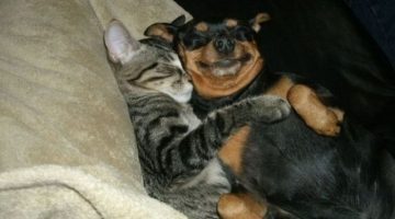 cat-hugs-dog