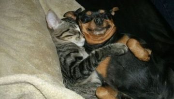 cat-hugs-dog
