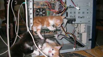 computer-kitten-technicians