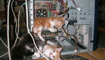 computer-kitten-technicians