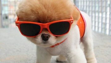 cool-puppy