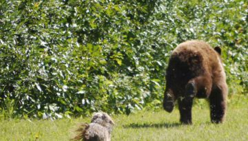 dog-chasing-bear