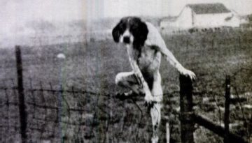 dog-climbing-fence