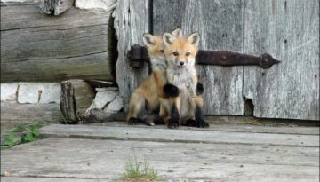 fox-massage