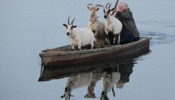 goat-boat