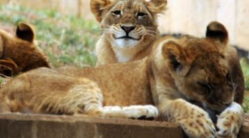 happy-lioness