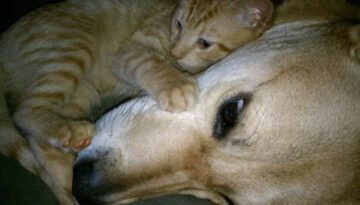 kitten-and-dog